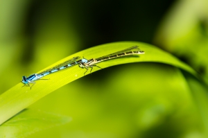 male-and-female-dragonflies-1446389-m